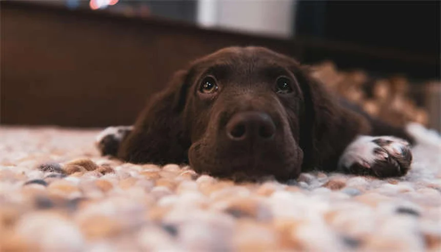 犬の散歩の健康効果10選：実は見落としがちなメリットを愛犬と一緒に