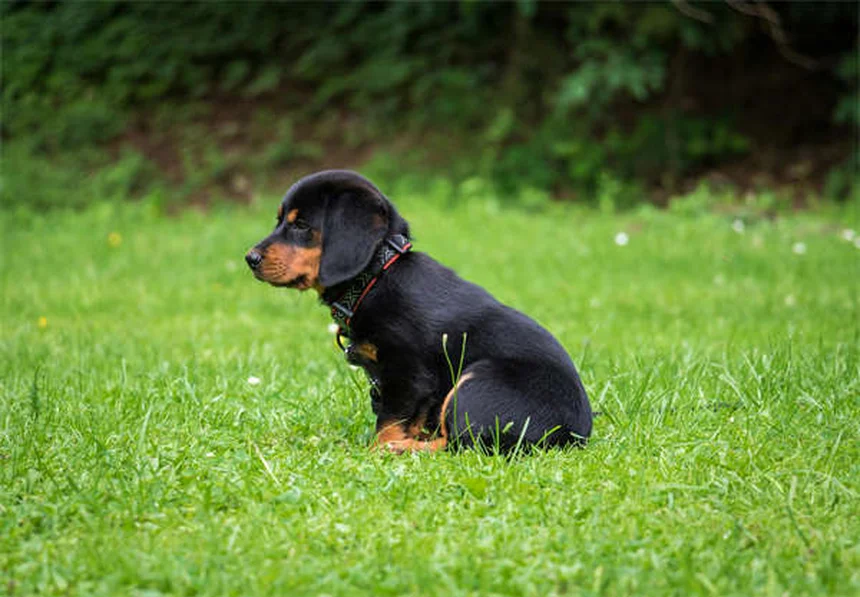 犬の散歩の健康効果10選：実は見落としがちなメリットを愛犬と一緒に