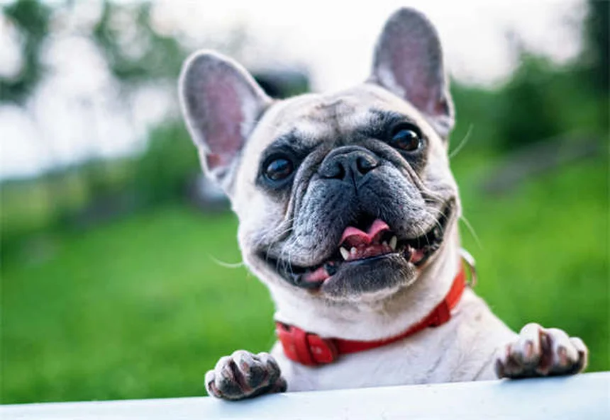 犬の散歩の健康効果10選：実は見落としがちなメリットを愛犬と一緒に