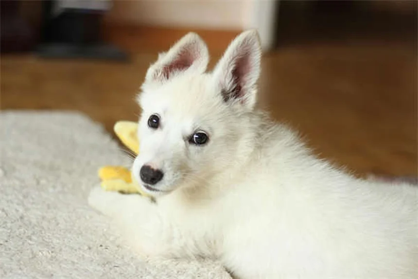 オランダのウォームブラッドの本当のところ：飼い方と健康問題の5つの注意点