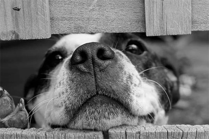 アモキシシリン、犬猫への正しい使い方と注意点を獣医師が解説