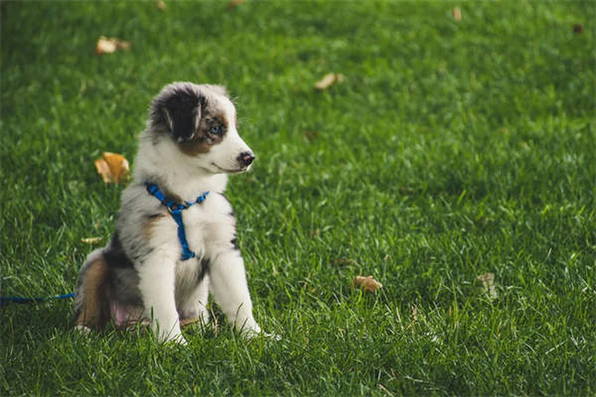 犬がなぜ糞に転がる？理由と簡単な対策