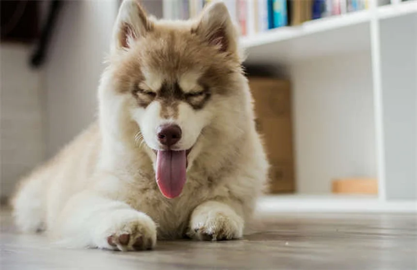 犬のFCEの症状と回復法｜飼い主が知るべき3つのポイント