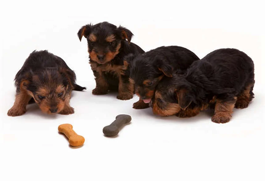 犬の肛門周囲瘻、ドイツシェパードに多い？症状と治療法を解説