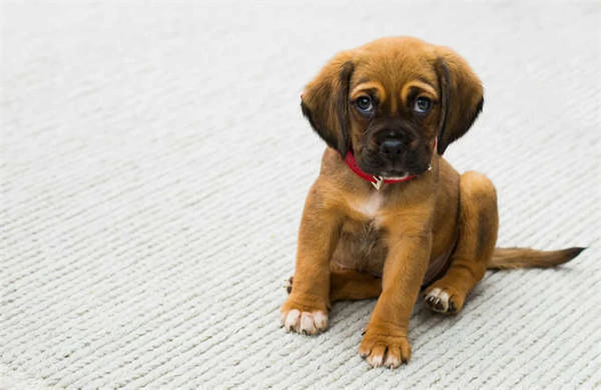 犬の肛門周囲瘻、ドイツシェパードに多い？症状と治療法を解説