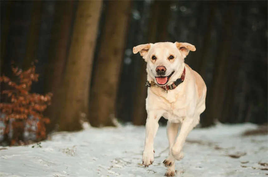【体験談】私がCerumeneで犬の耳掃除を始めた理由と効果