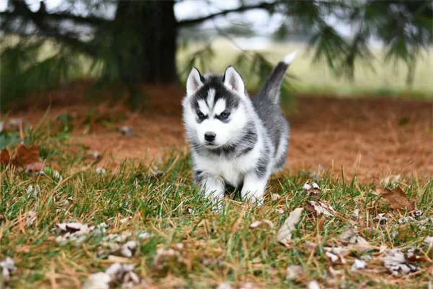 犬のリファンピン治療｜効果的な使い方と注意点