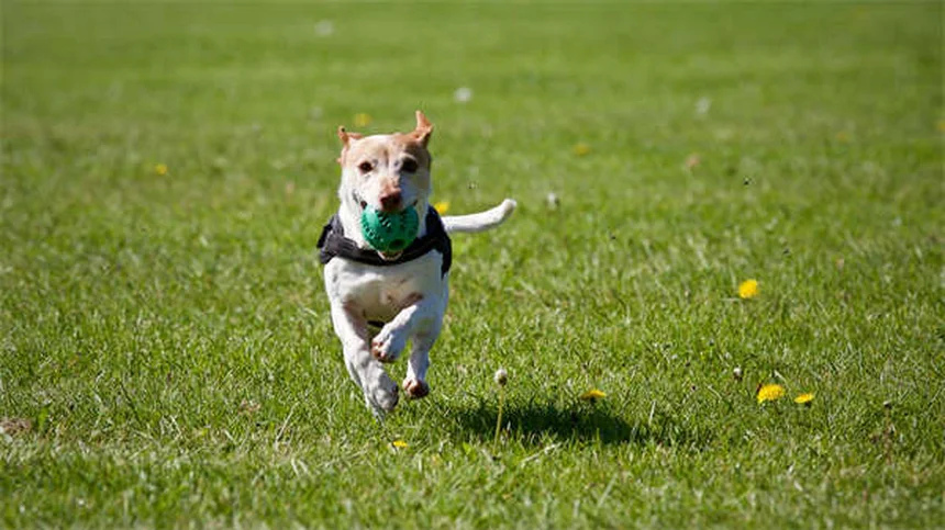 犬のリファンピン治療｜効果的な使い方と注意点