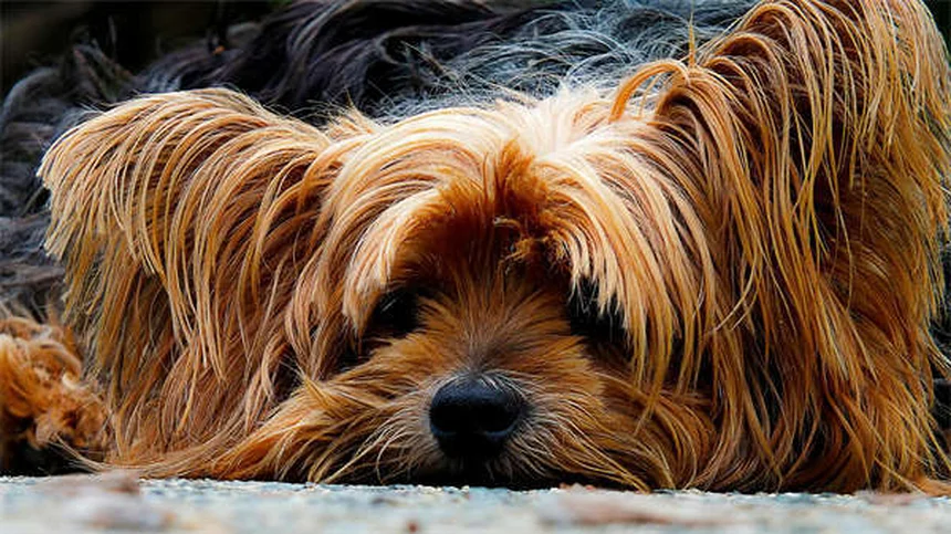 猎犬品种30種を徹底解説！飼い方・性格・選び方の完全ガイド