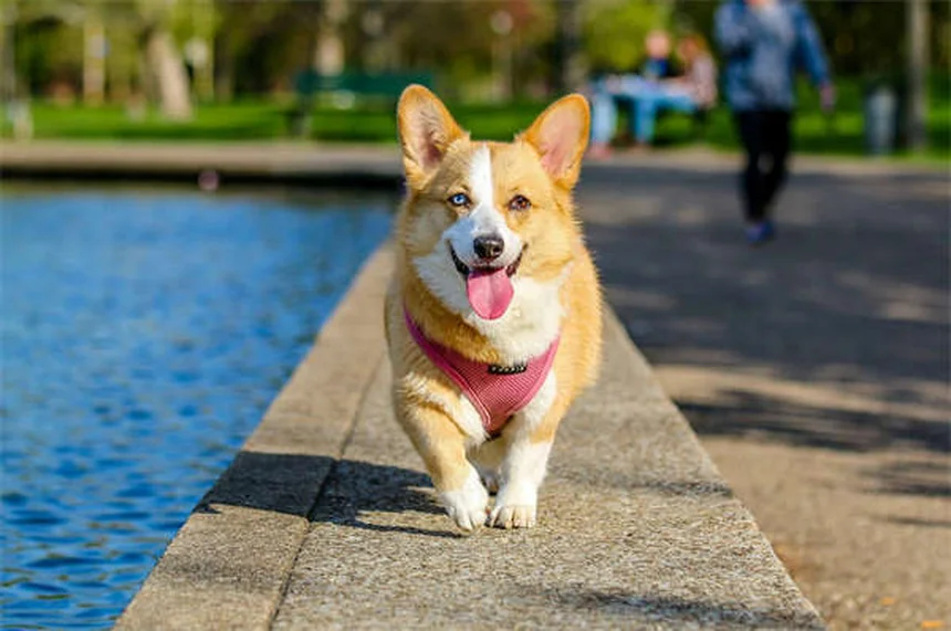 猎犬品种30種を徹底解説！飼い方・性格・選び方の完全ガイド