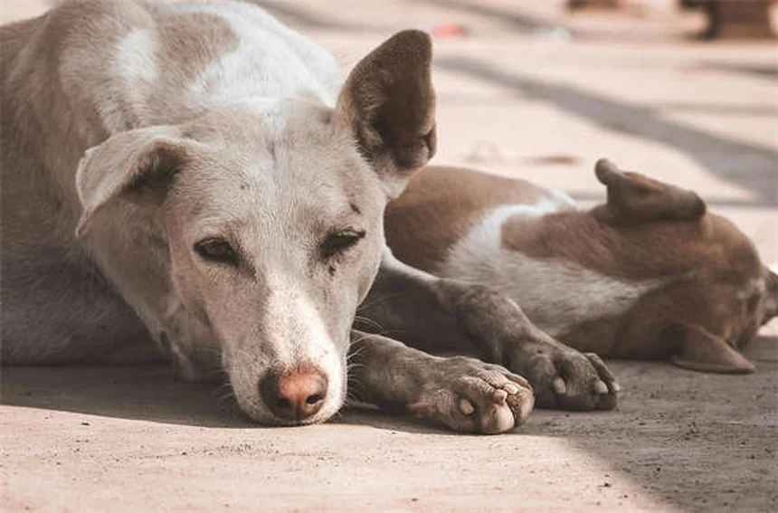 白い犬の飼い方完全ガイド17選！お手入れと健康管理のコツ