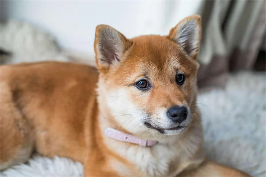 犬や猫のクロピドグレル：効果・副作用・使い方の完全ガイド