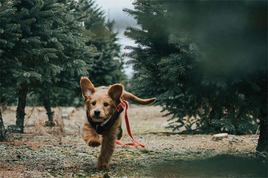犬のL-カルニチン｜心臓病治療から効果的な与え方まで解説