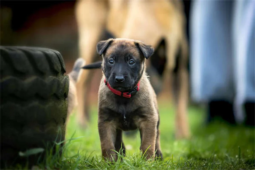 Toceranib（Palladia®）とは？犬の抗がん剤治療の基本ガイド