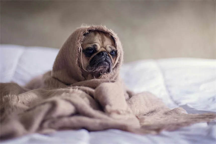 リトラクタブルリードの危険性7選｜安全な犬の散歩方法