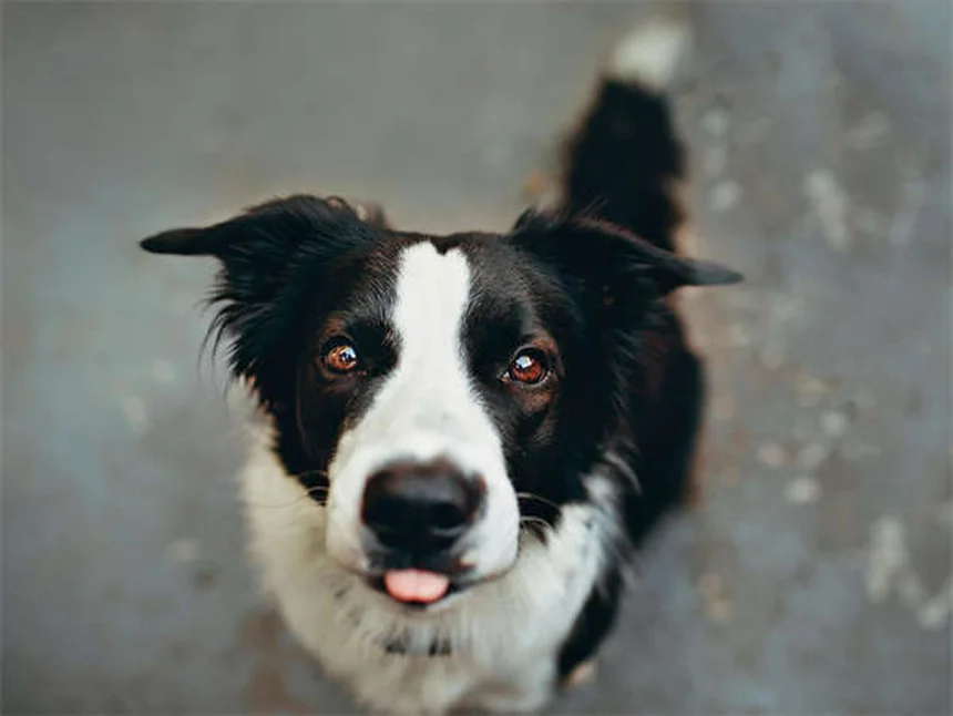 狩猟犬の種類と選び方｜プロが教える20犬種の特徴