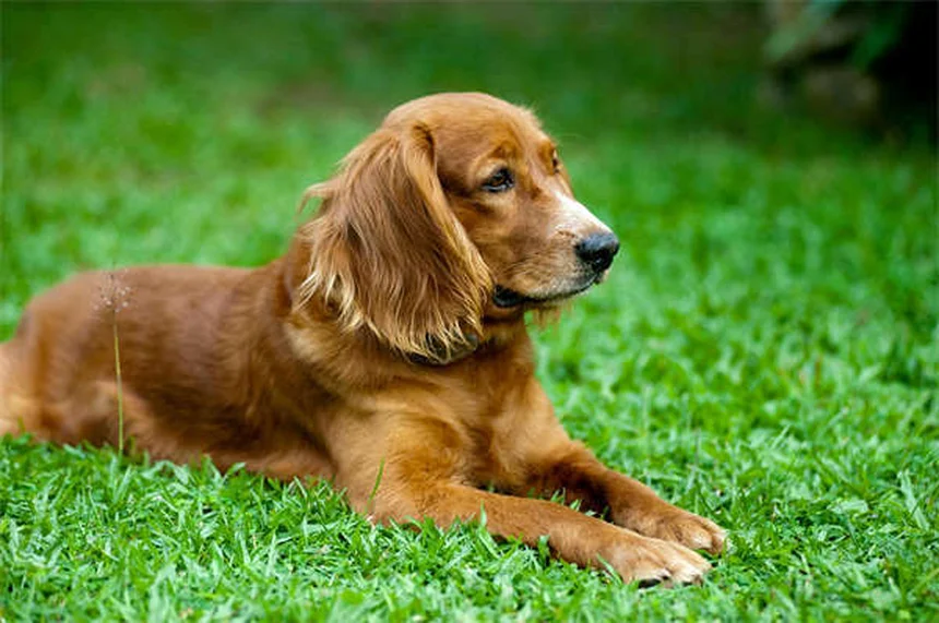 子犬がうんちを食べる原因と正しい対処法｜やめさせたいあなたへ