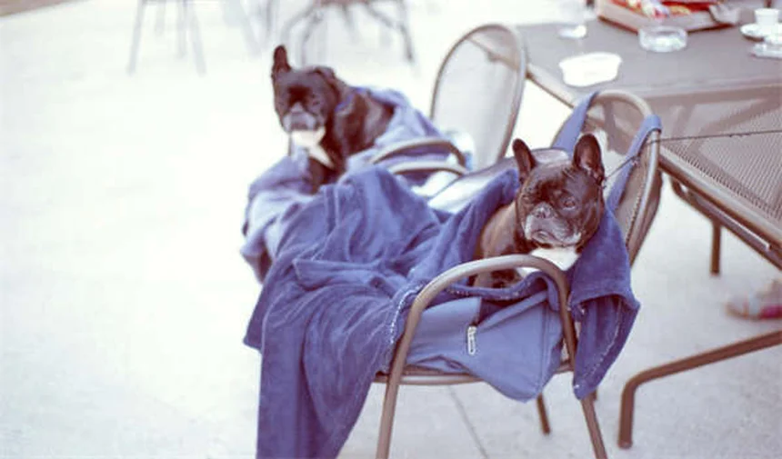 メス犬がマウンティングする7つの理由と正しい対処法