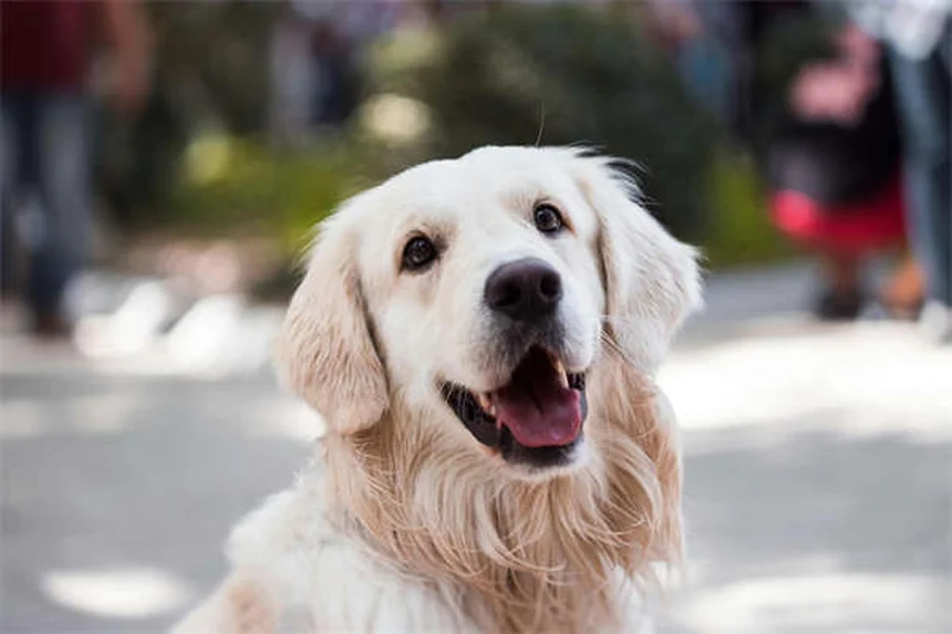 犬のノミ対策7選｜予防から駆除まで完全ガイド