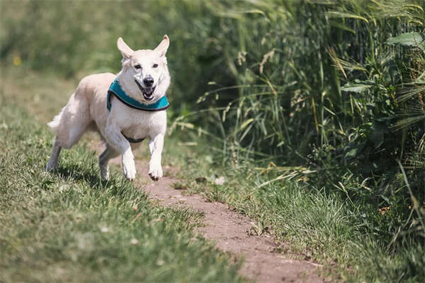 犬のフロセミド（利尿剤）の効果と副作用｜正しい使い方ガイド