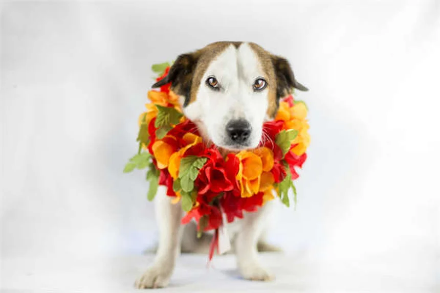 赤ちゃんとペットの仲良し作戦！初対面で失敗しない5つのコツ